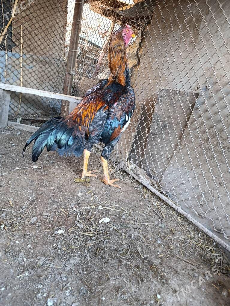 horaz juje - Sakar - img 1