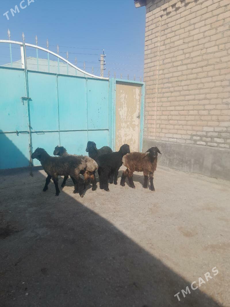 Tokly - Гарадамак Шор - img 1