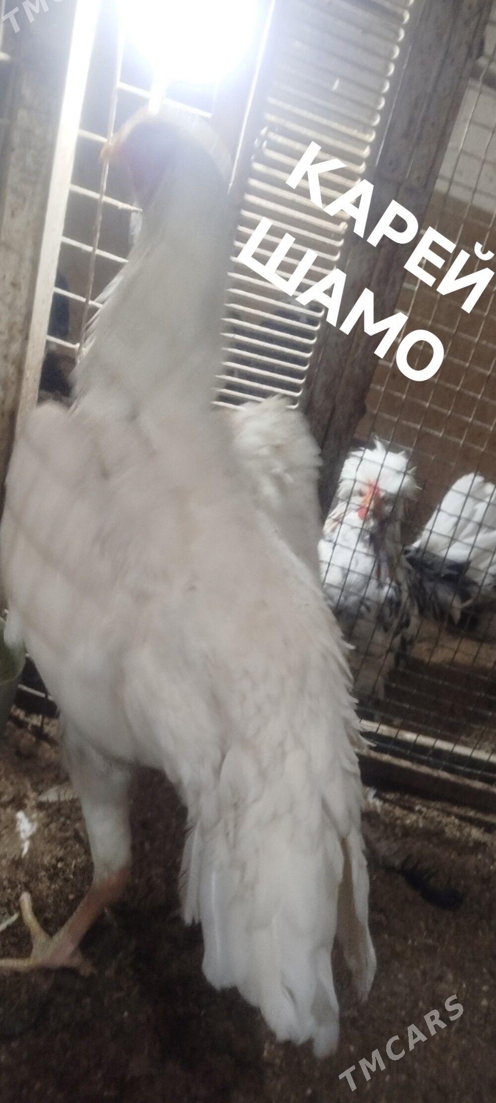 О ШАМО - Türkmenabat - img 1