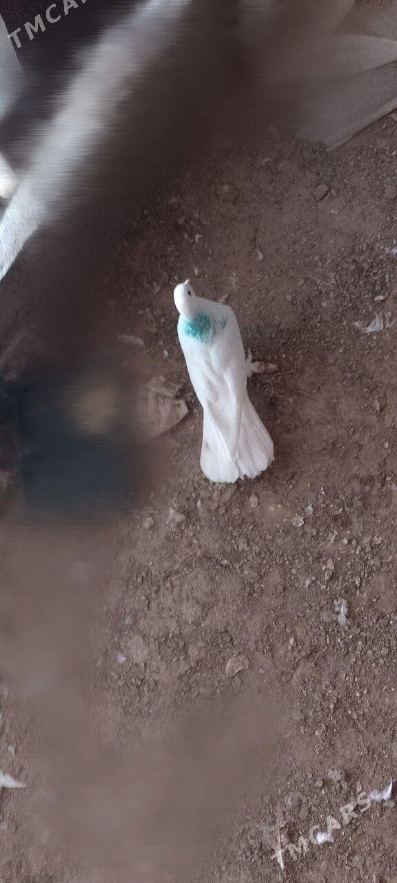 kepderi bakin - Тязе заман - img 1