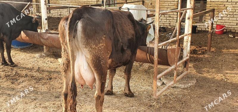 goleli sygyrlar - Wekilbazar - img 1