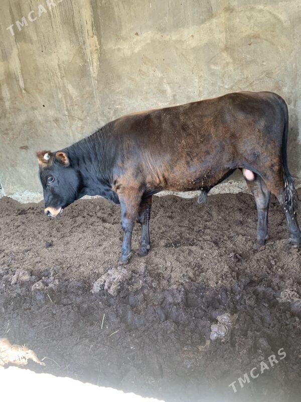 okuz - Büzmeýin - img 1