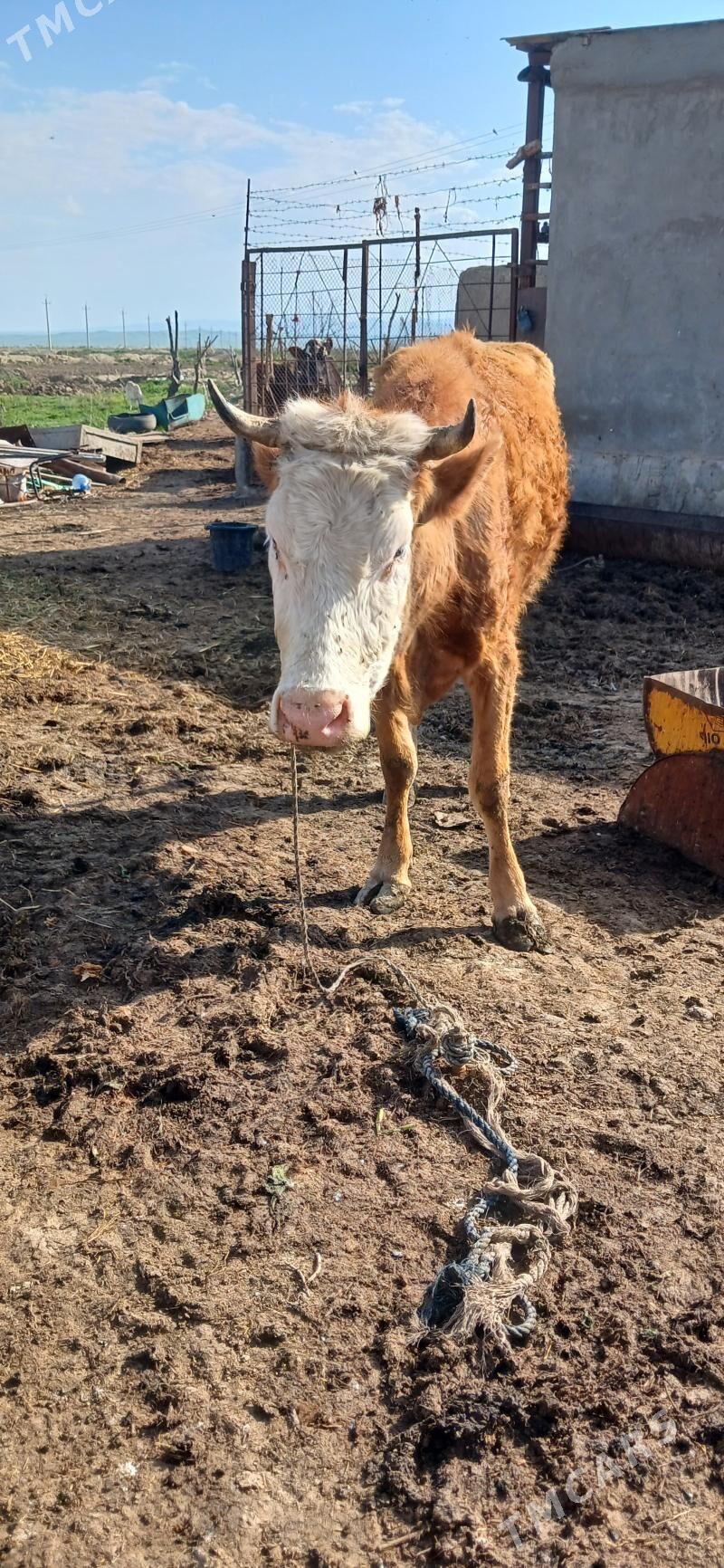 simental sygyr - Kaka - img 1