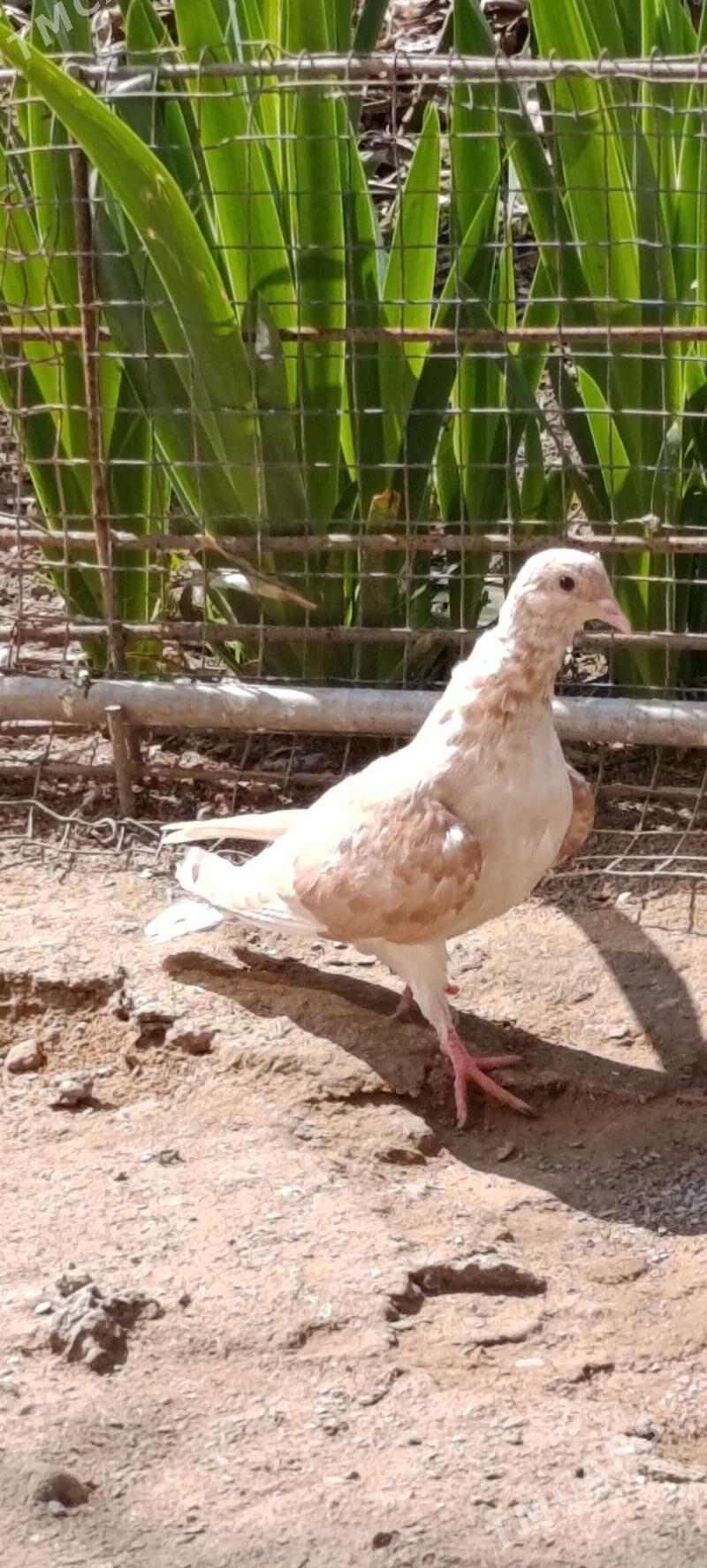 kepdery - 11 мкр - img 1