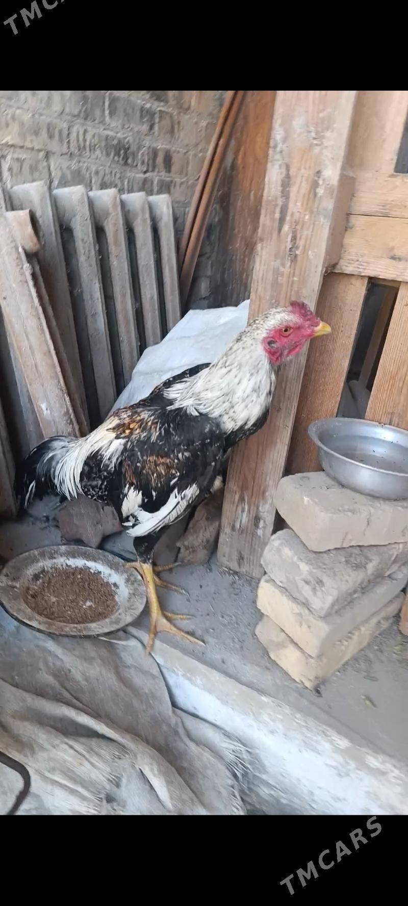 horaz - Чарджоу - img 1