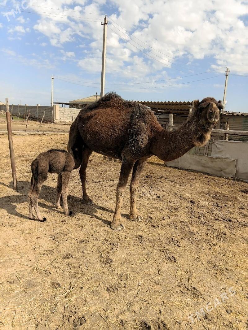 Koseklı duye - Этрек - img 1