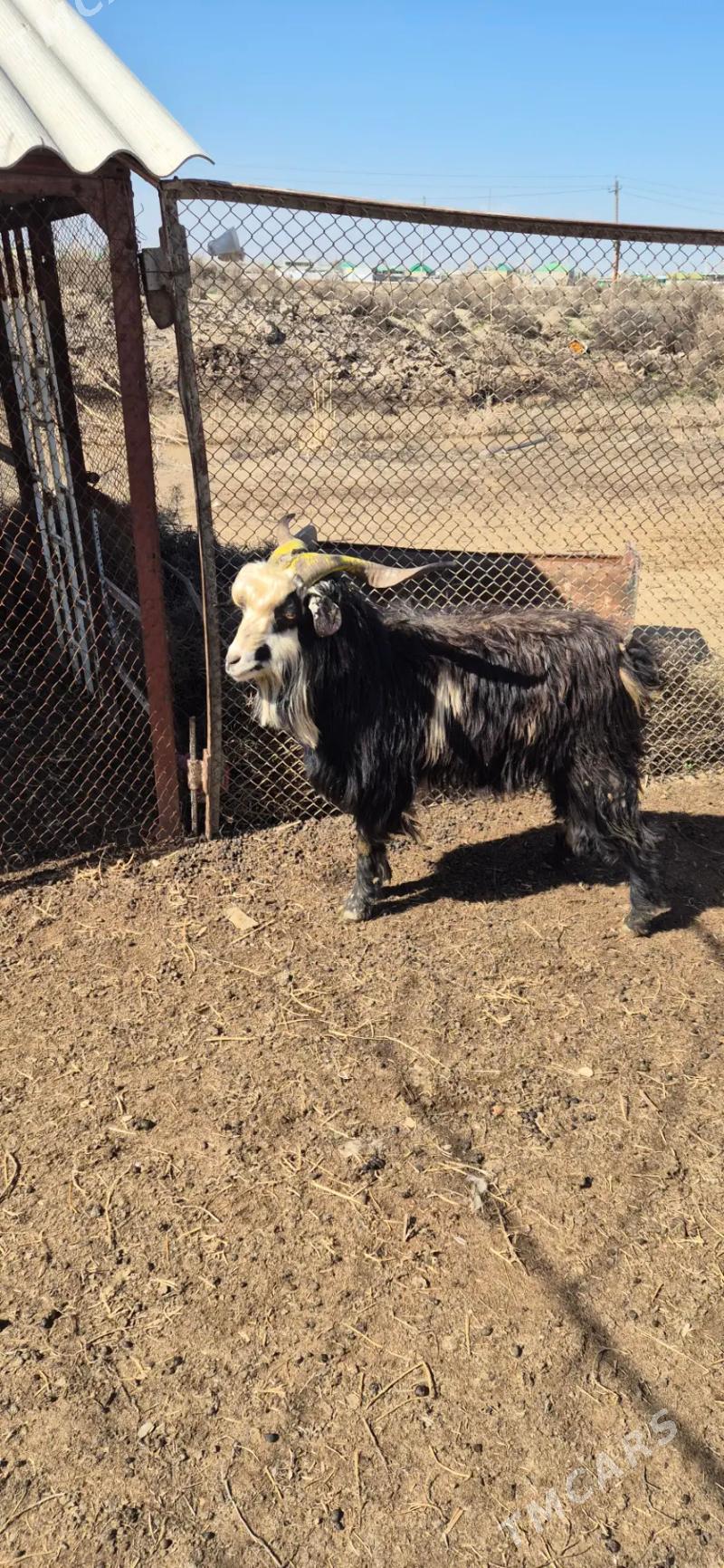 Teke - Bäherden - img 1