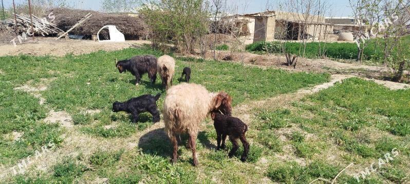 Owlakly Geçi 11 milÿon - Мургап - img 1