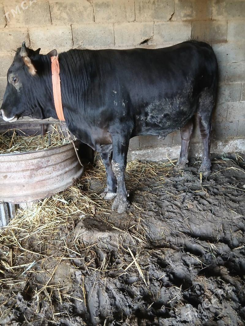 okuz - Ak bugdaý etraby - img 1