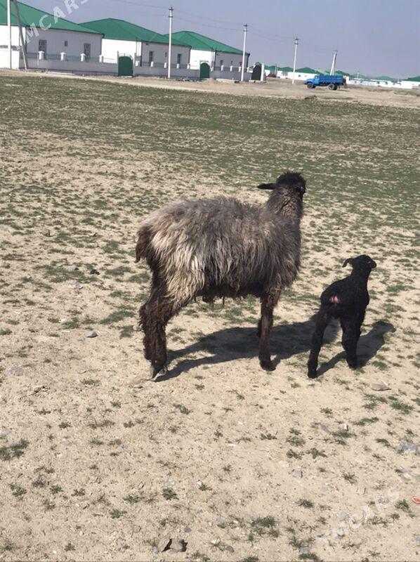 Güžly goÿun - Bäherden - img 1