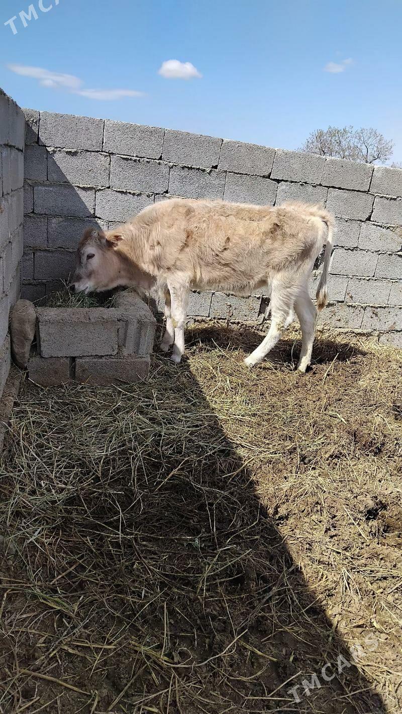 Tüwe - Bäherden - img 1