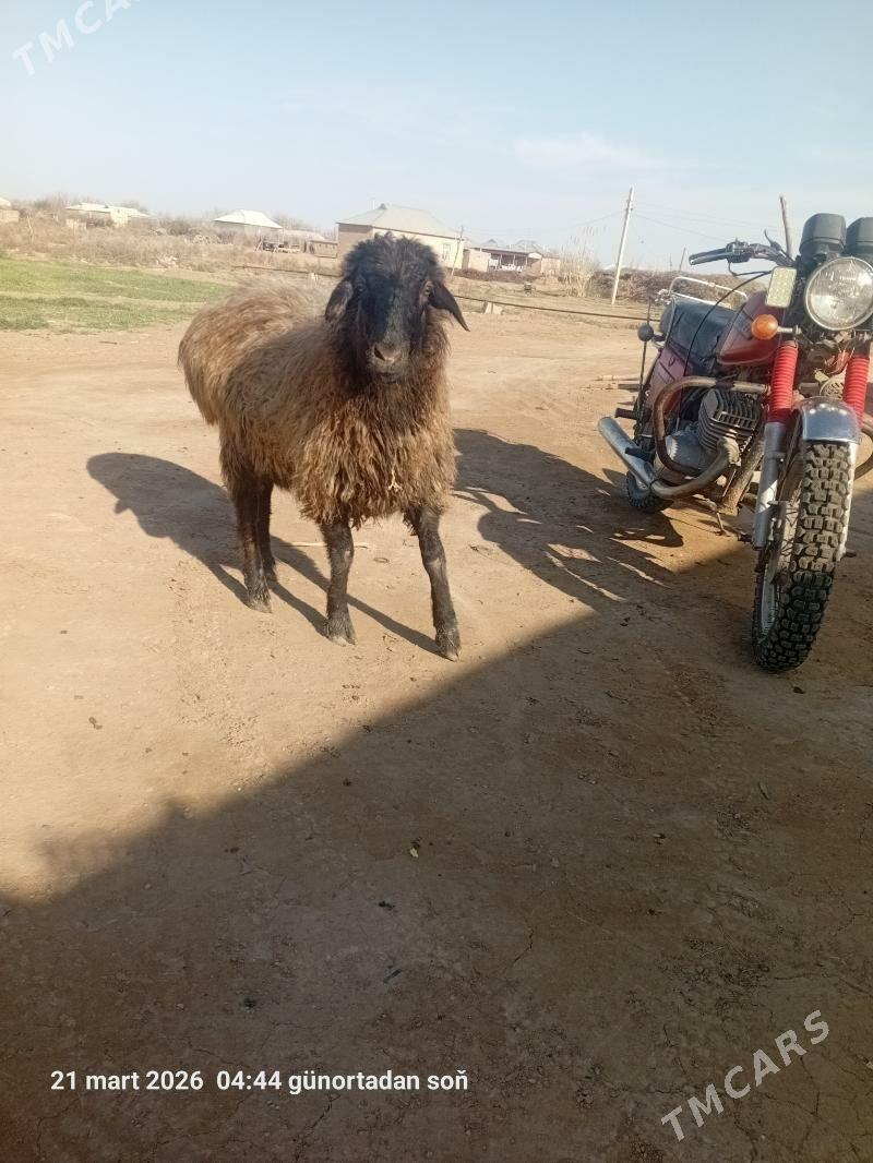 goyun bakylan - Бабадайхан - img 1