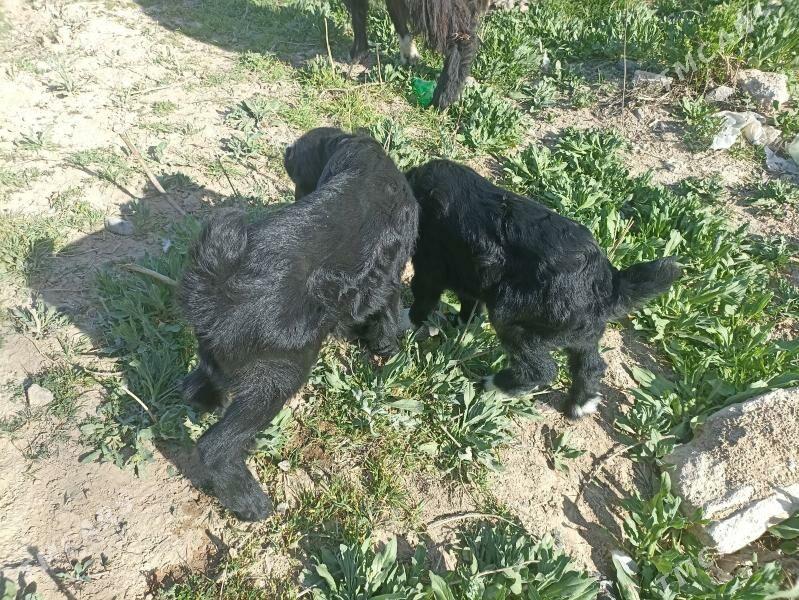 ekiz owlakly geci - Туркменбаши - img 1