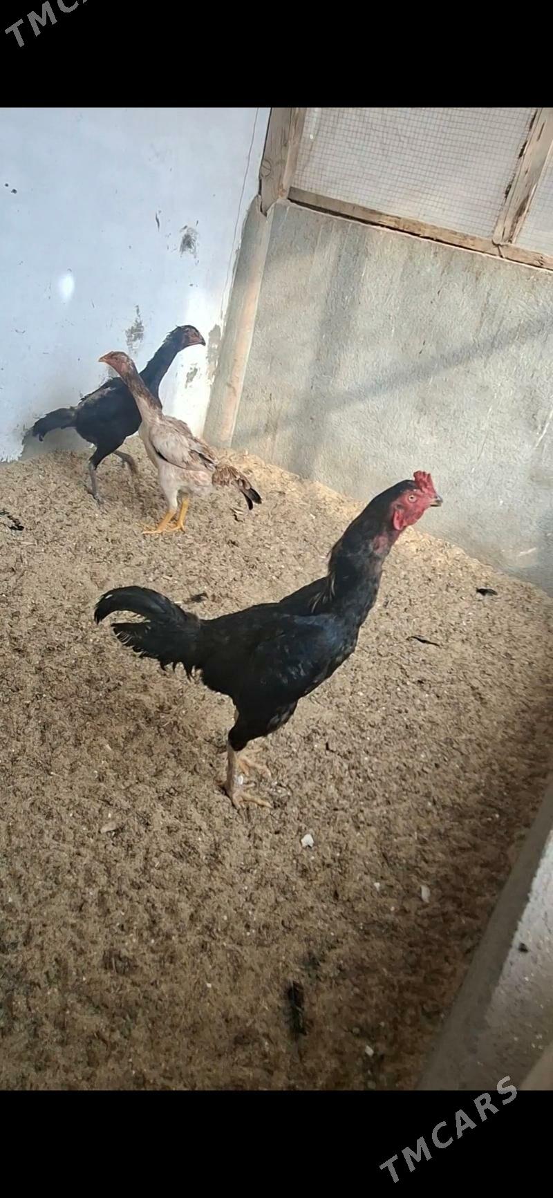 Tohum yumurtga - Дашогуз - img 1