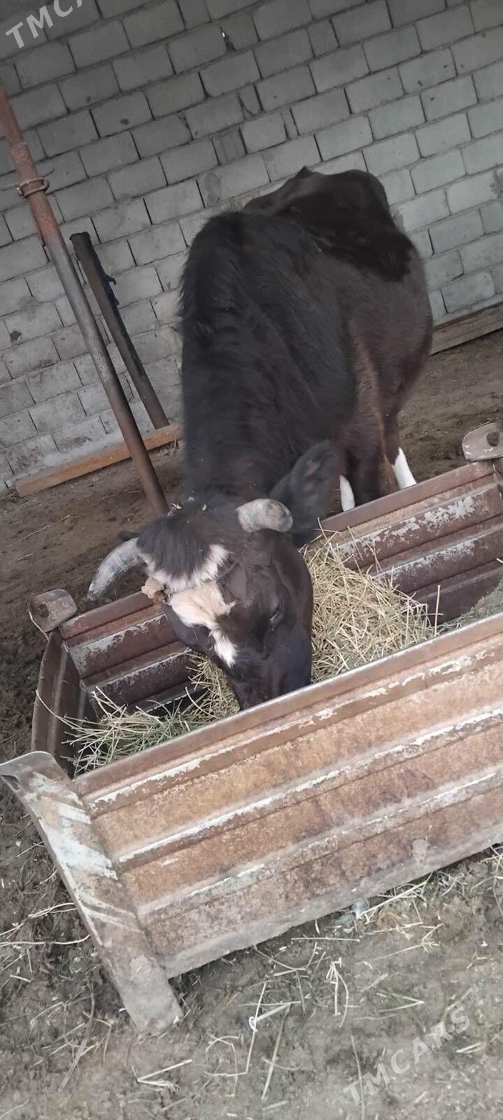 goleli sygyr - Änew - img 1