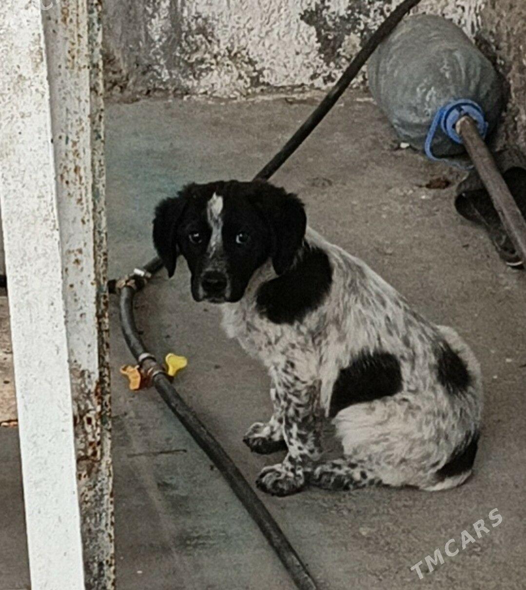 Ahotnik Güjük Охотник сабака - Гарадамак Шор - img 1