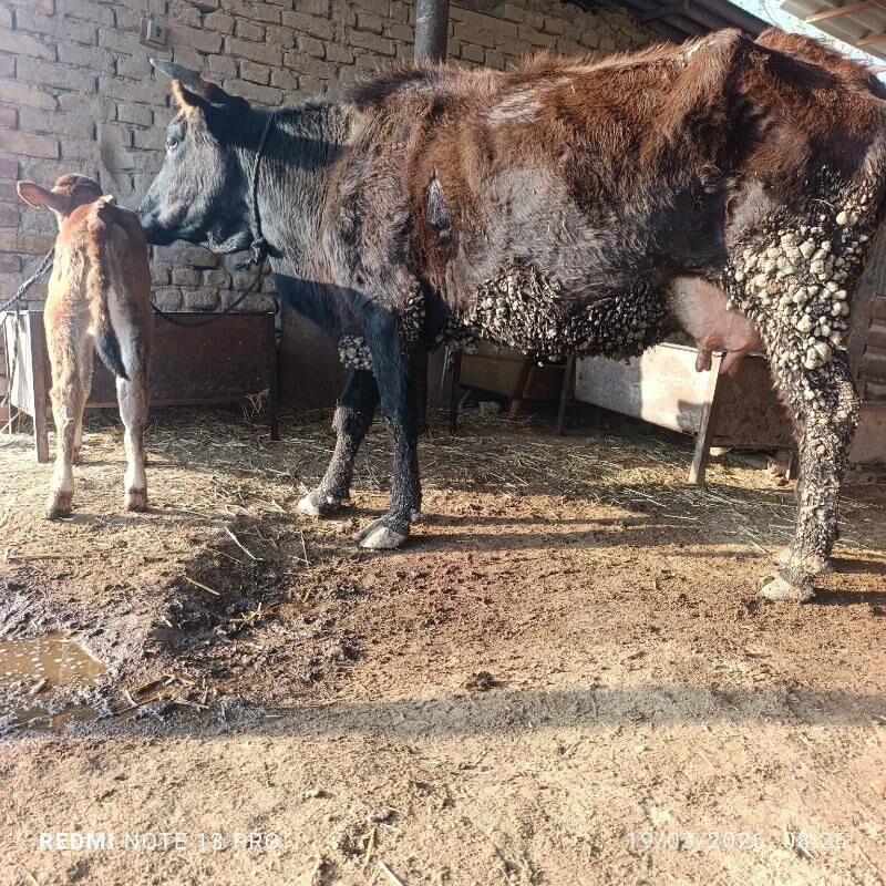 sygyr goleli - Мары - img 1