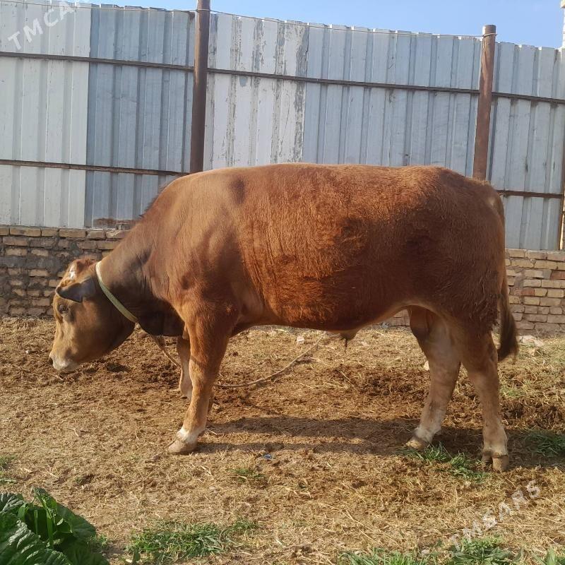 Öküz - Wekilbazar - img 1