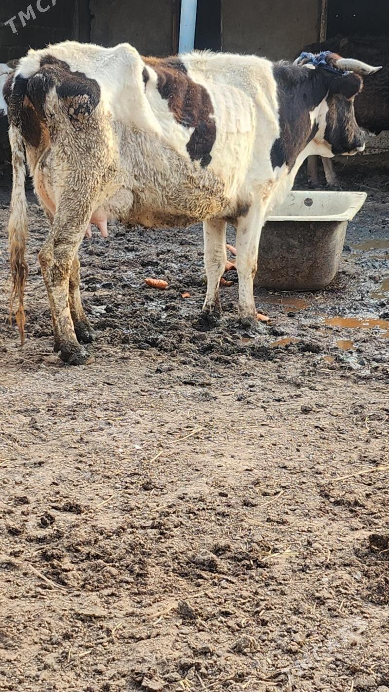 goleli sygyr - Ашхабад - img 1