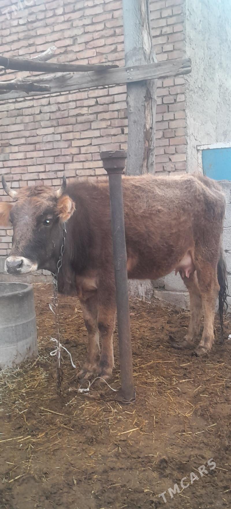 göleli sygyr. - Бахарден - img 1