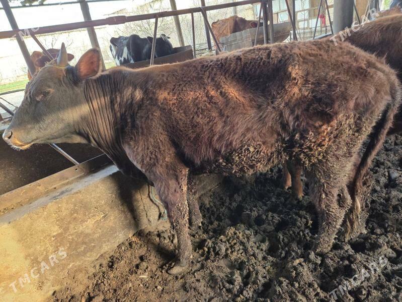 okuzler - Чарджоу - img 1