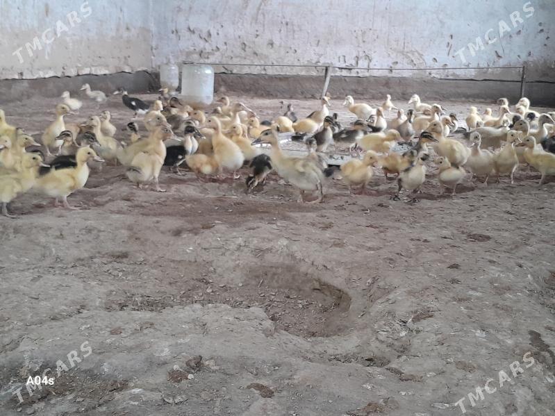 Ÿaşylbaş jûÿje - Мургап - img 1