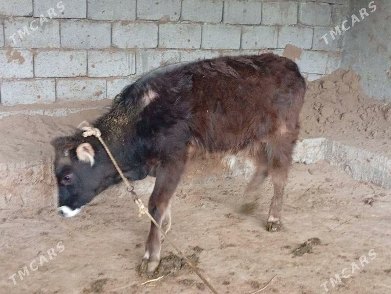 öküz - Gökdepe - img 1