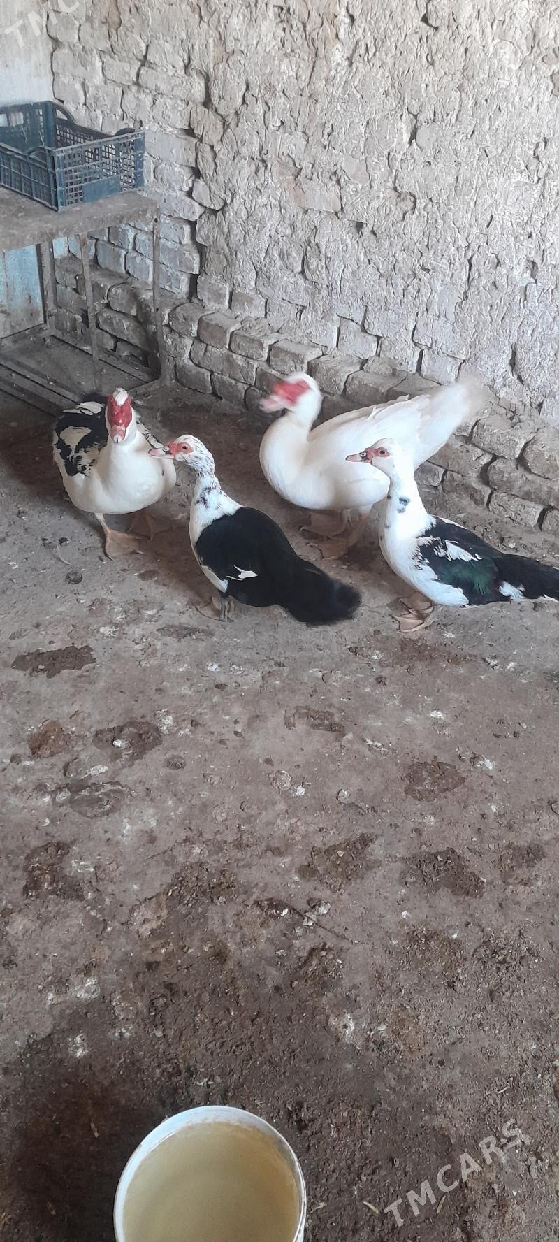 ordek - Kaka - img 1