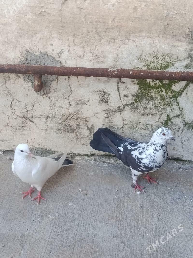 kepderi - Гызыларбат - img 1