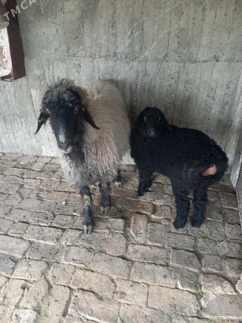 Guzyly goÿyn - Gökdepe - img 1