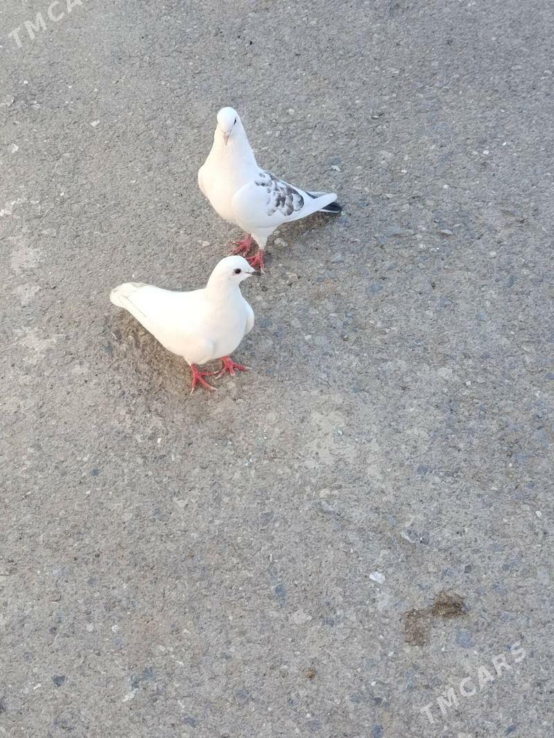 kepderi - Гызыларбат - img 1