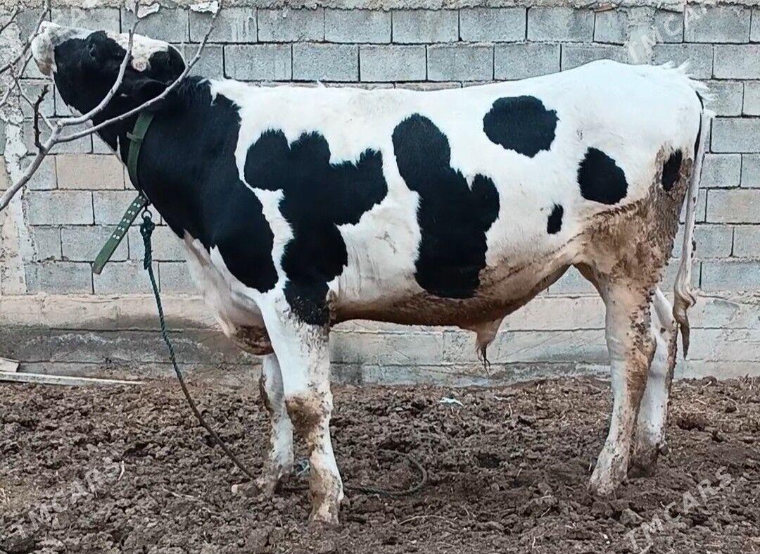 Öküz - Büzmeýin - img 1