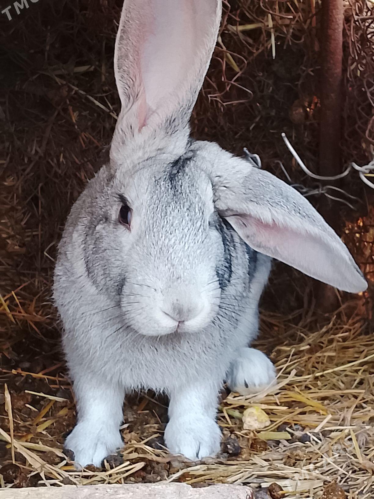 welkan towsan erkek - Türkmenabat - img 1