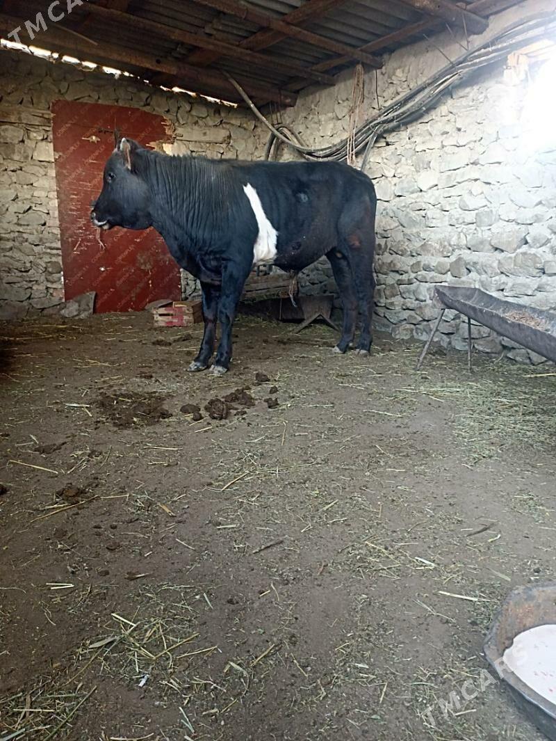 Okiz - Bereket - img 1