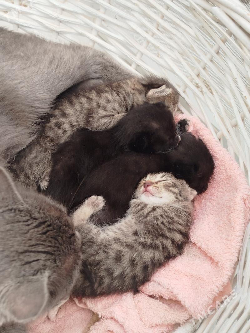 Котята - Ашхабад - img 1