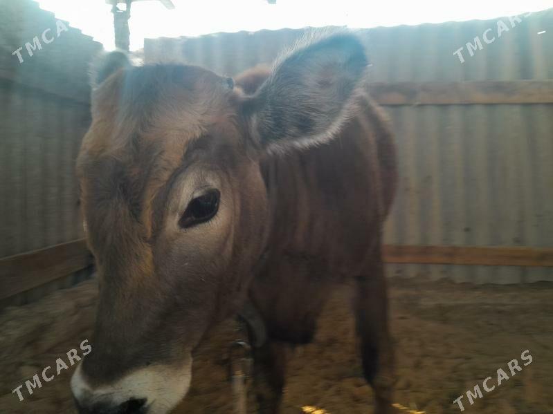 Göle - Ak bugdaý etraby - img 1