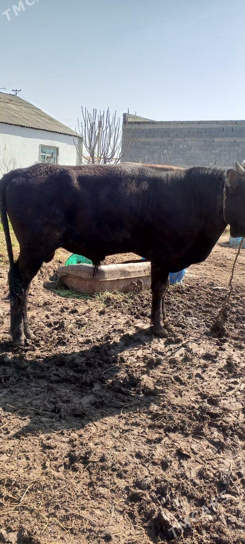 öküz - Gökdepe - img 1