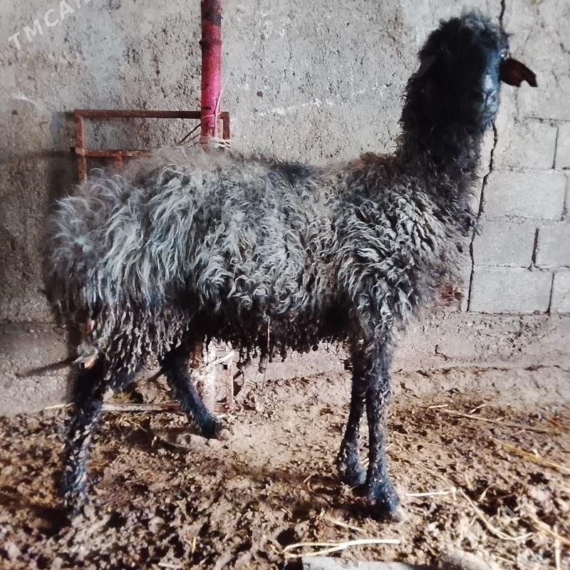 Goýun - Çoganly - img 1