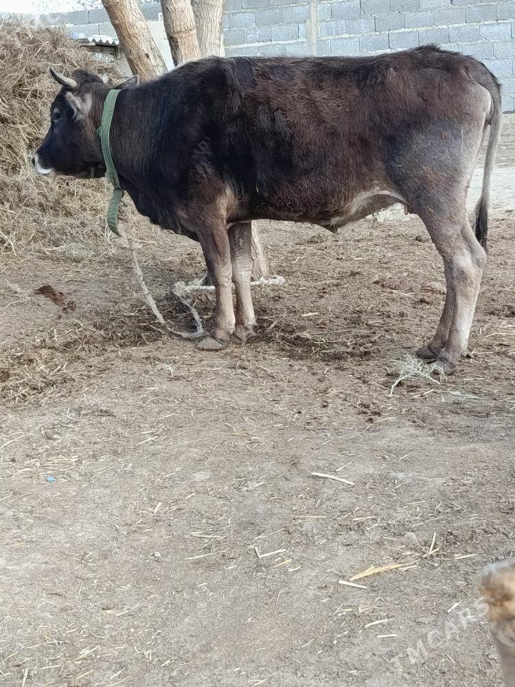 gysyr sygyr - Bäherden - img 1