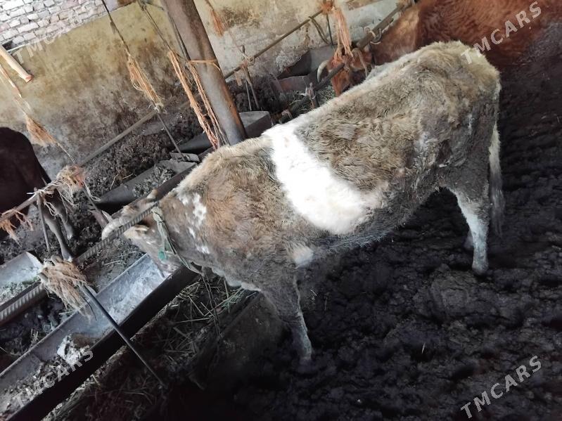 sygyr - Bereket - img 1