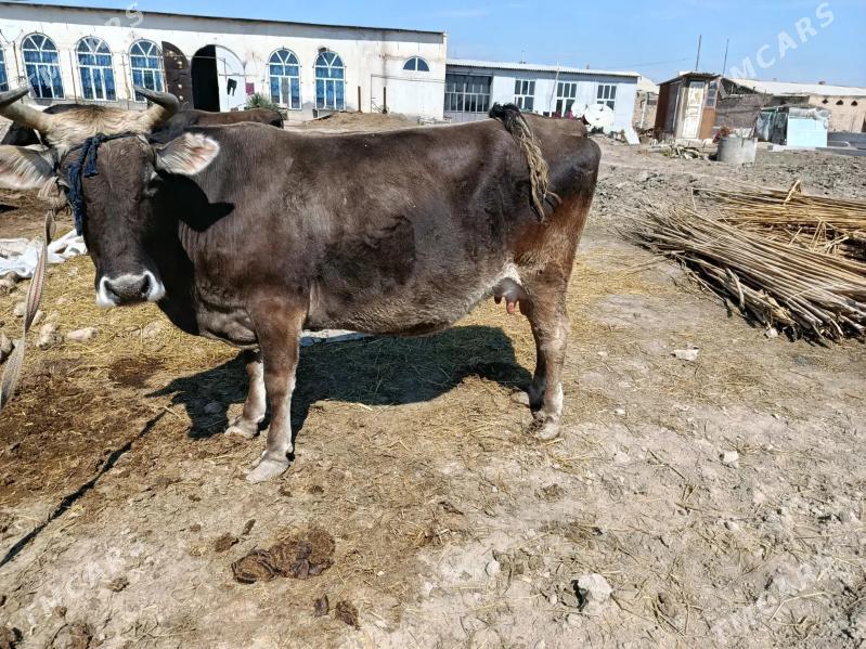 bogaz inekler - Çärjew - img 1