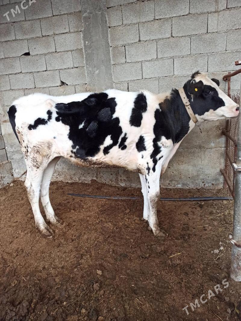 Tüwe - Aşgabat - img 1