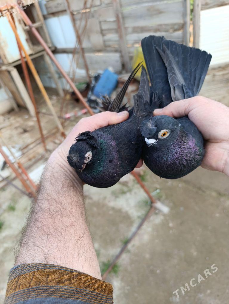 kepderi - Векильбазар - img 1