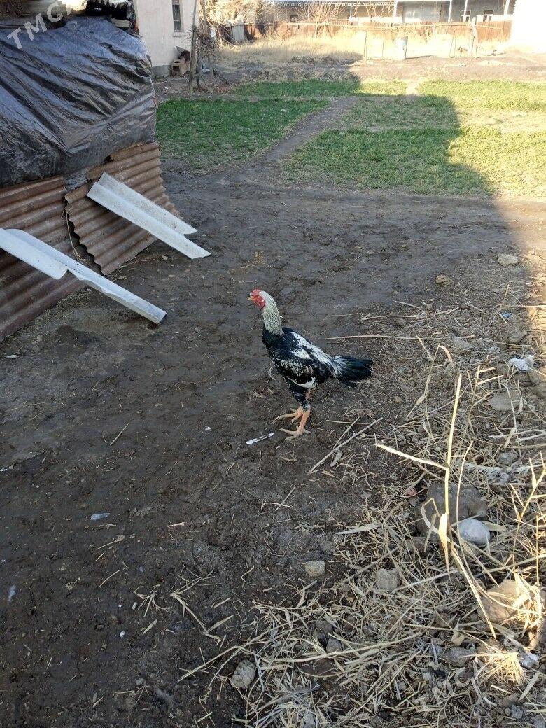 Horaz - Çärjew - img 1