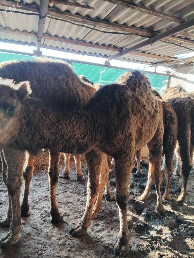 ogsuk - Берекет - img 1