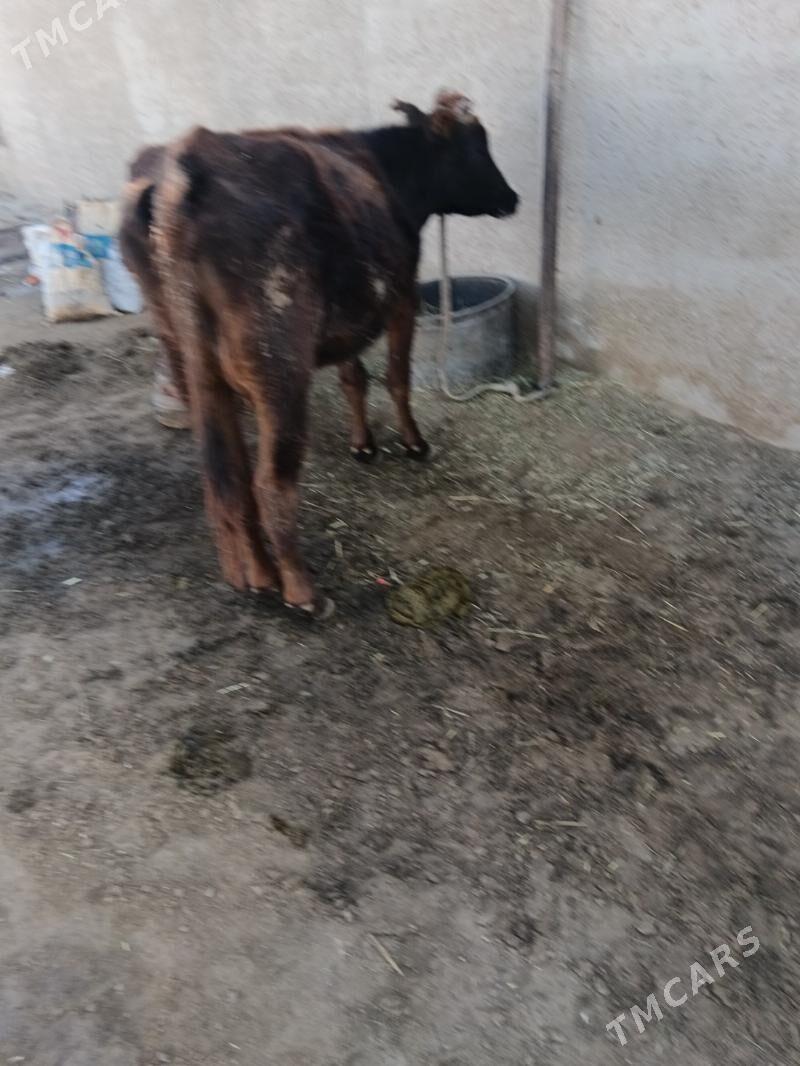 Sygyr - Gumdag - img 1