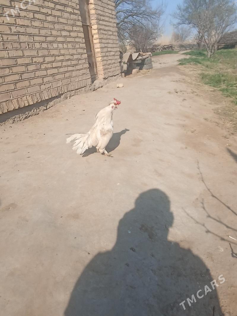 karlik horoz - Wekilbazar - img 1