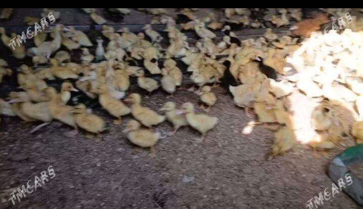 gak gak ordek - Кака - img 1