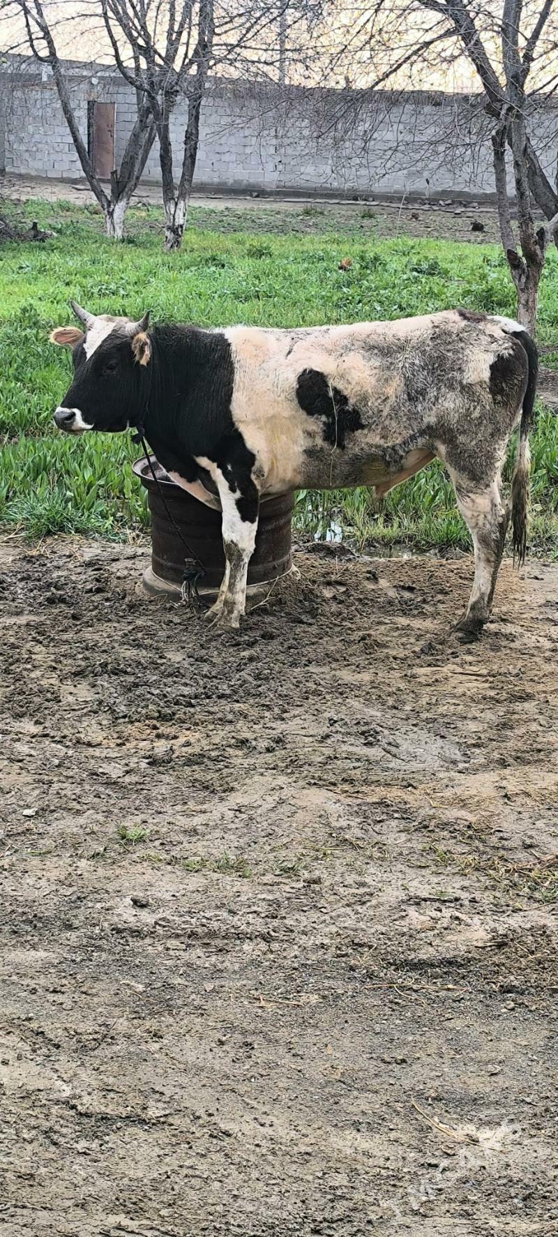 Okuz - Bäherden - img 1