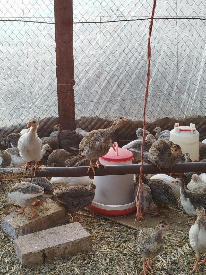 Sisarka (käkilik) - Gökdepe - img 1